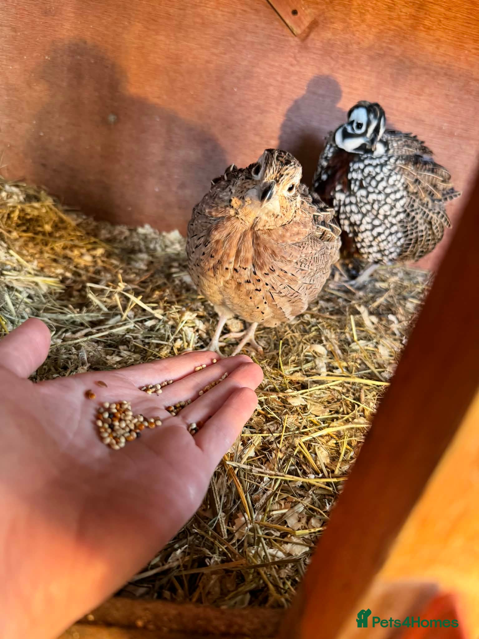 Quail poultry Mearns quail eggs for sale  - Advert 15