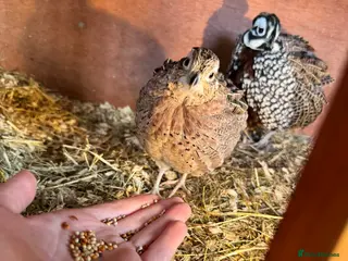 Quail poultry Mearns quail eggs for sale - Advert 15