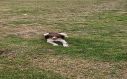 English Springer Spaniel dogs for sale: Bramble the English Springer Spaniel - Image 8