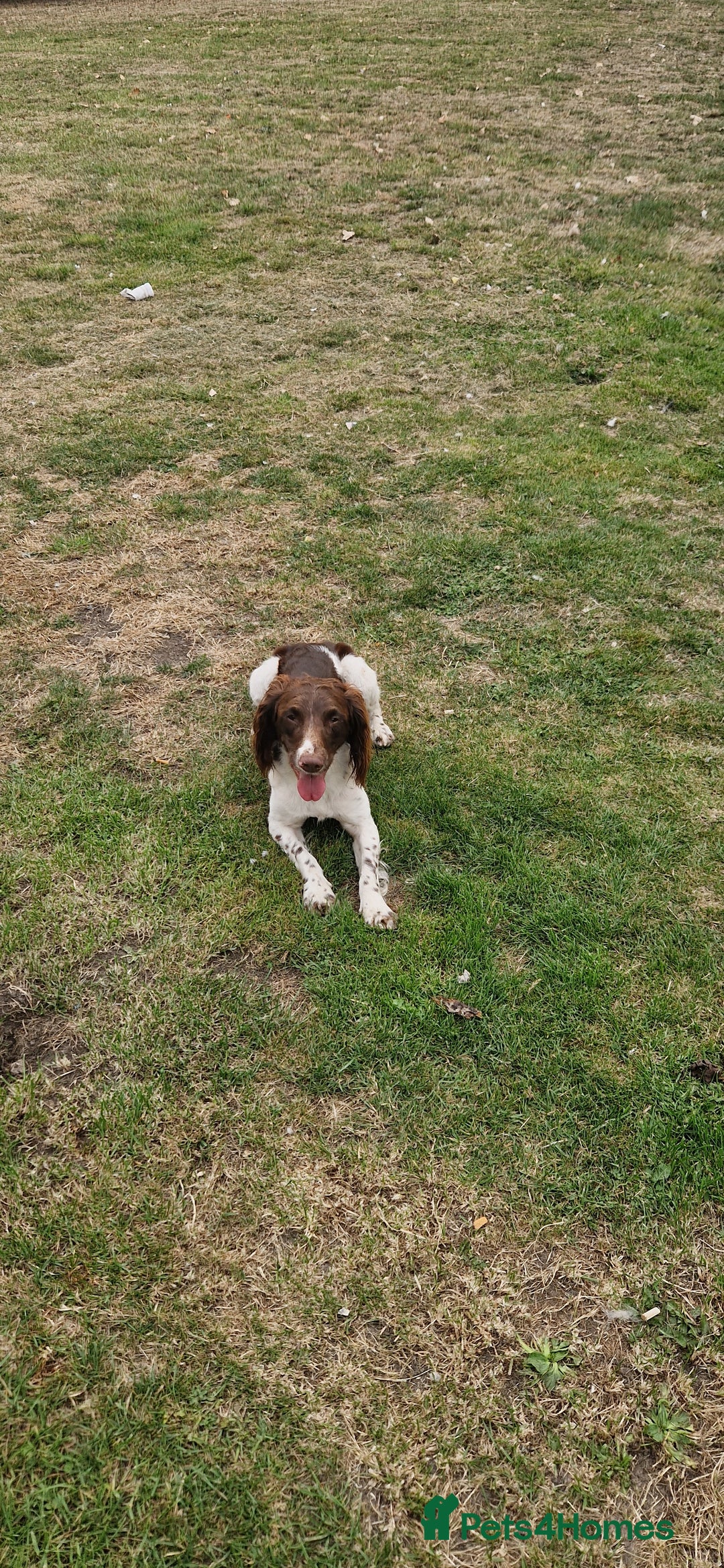 English Springer Spaniel dogs for sale: Bramble the English Springer Spaniel - Image 8