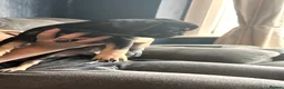 Frug dogs for sale: 6 beautiful Frugs  - Advert 8