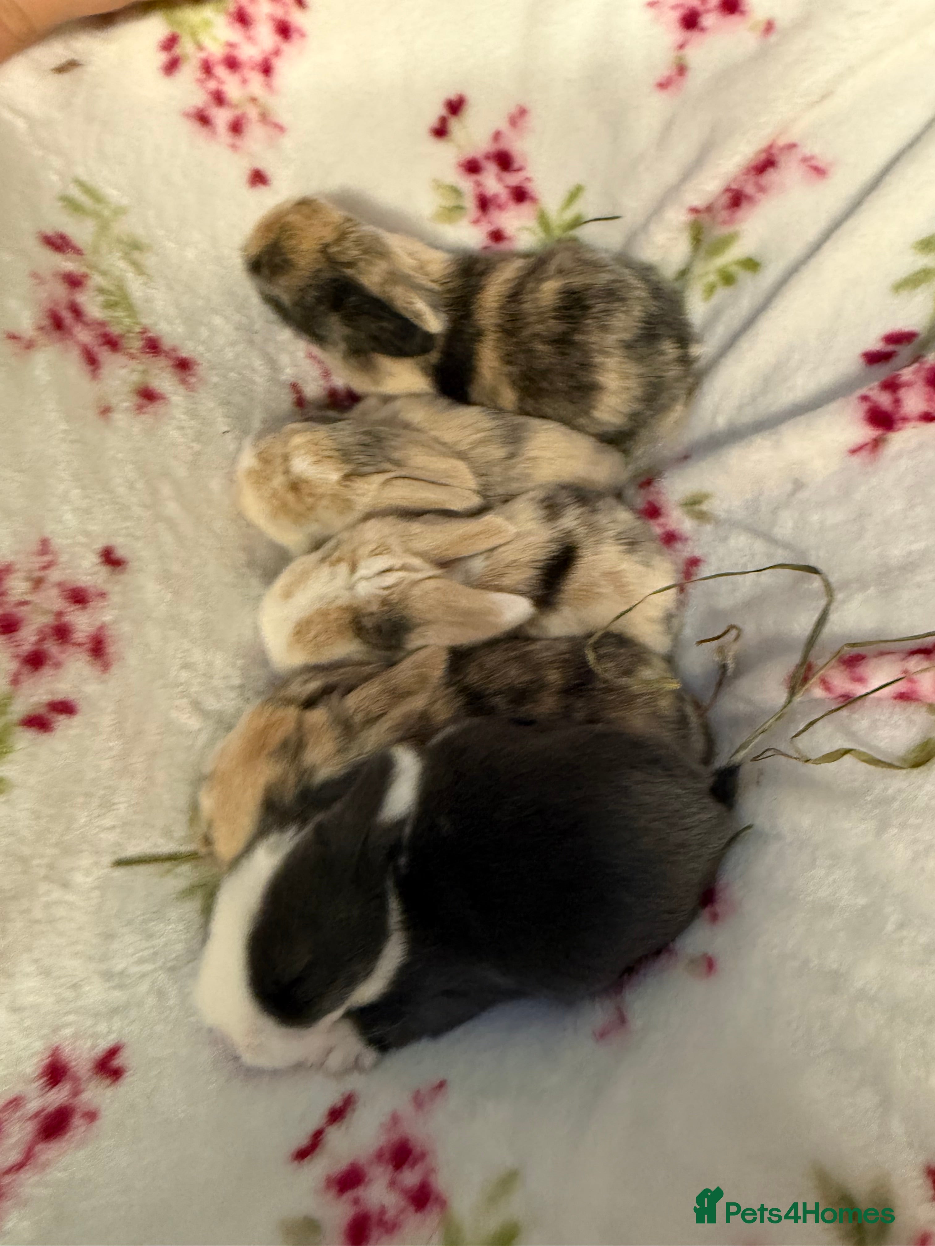Mini Lop rabbits Pure Bred Mini Lops - Advert 1