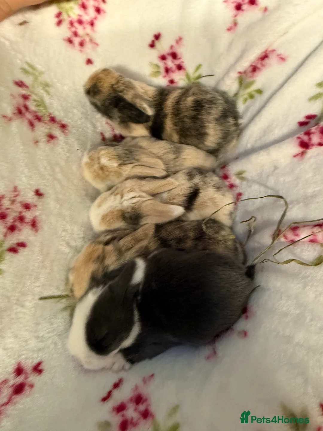 Mini Lop rabbits for sale: Pure Bred Mini Lops - Advert 1