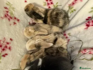 Mini Lop rabbits Pure Bred Mini Lops - Advert 1