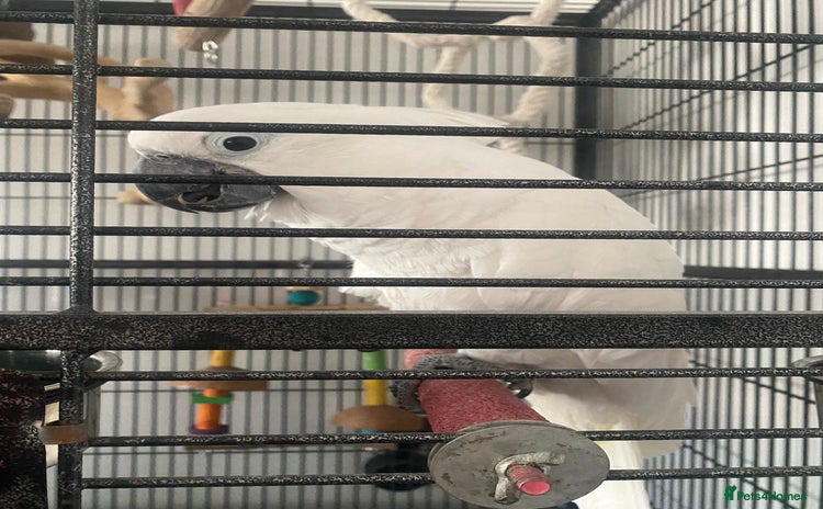 Cockatoo birds - Advert 1
