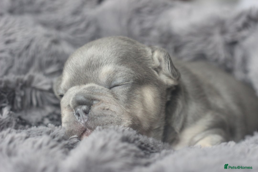 French Bulldog dogs for sale: Stunning French bulldog puppies  - Advert 16