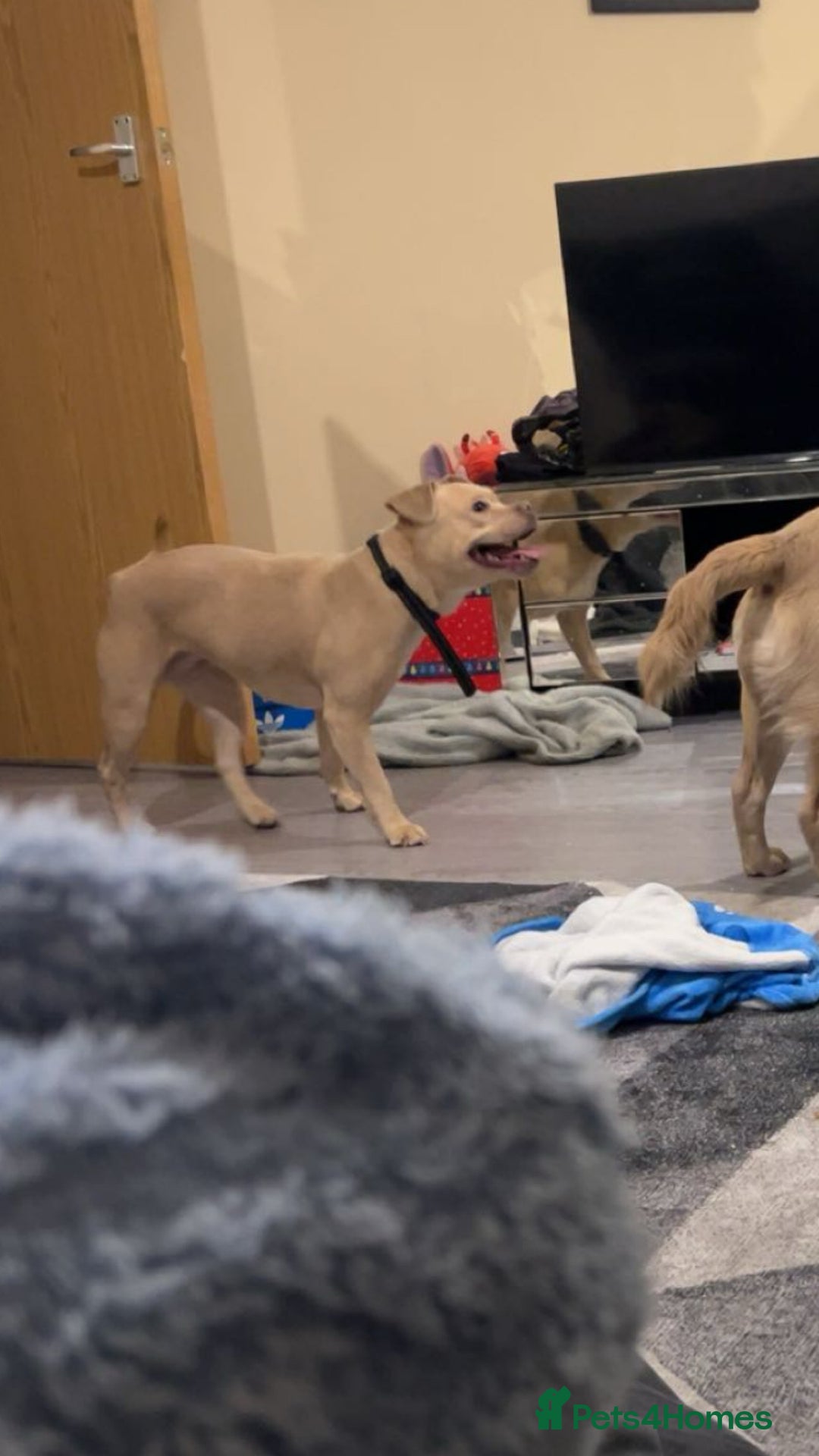 Mixed Breed dogs for sale: Little luna - Advert 3