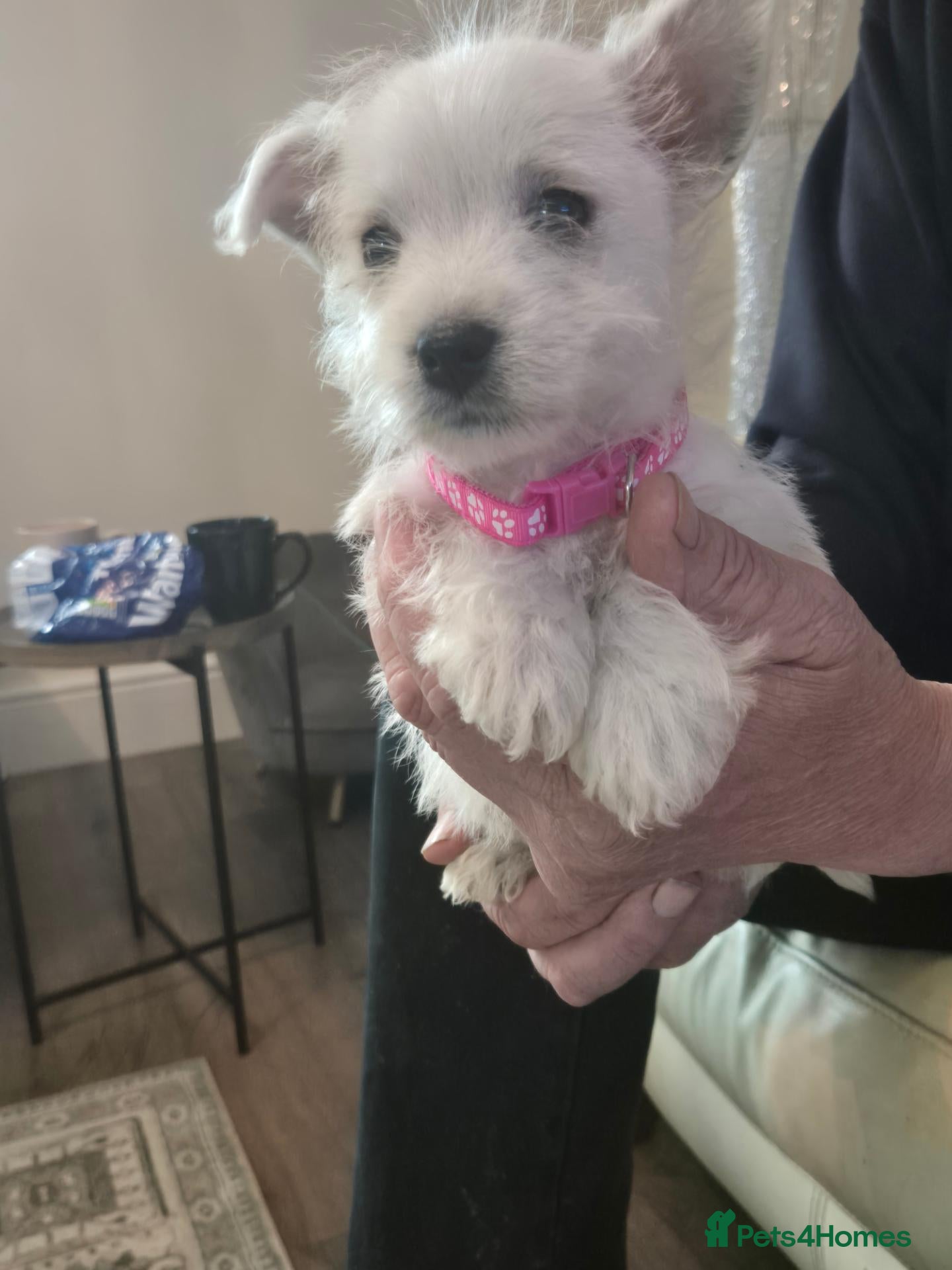 West Highland Terrier dogs 5 x boys 1x girl Westie puppies  - Advert 9