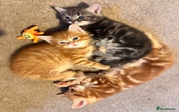 Mixed Breed cats for sale: Amiable mixed breed kittens - Image 8