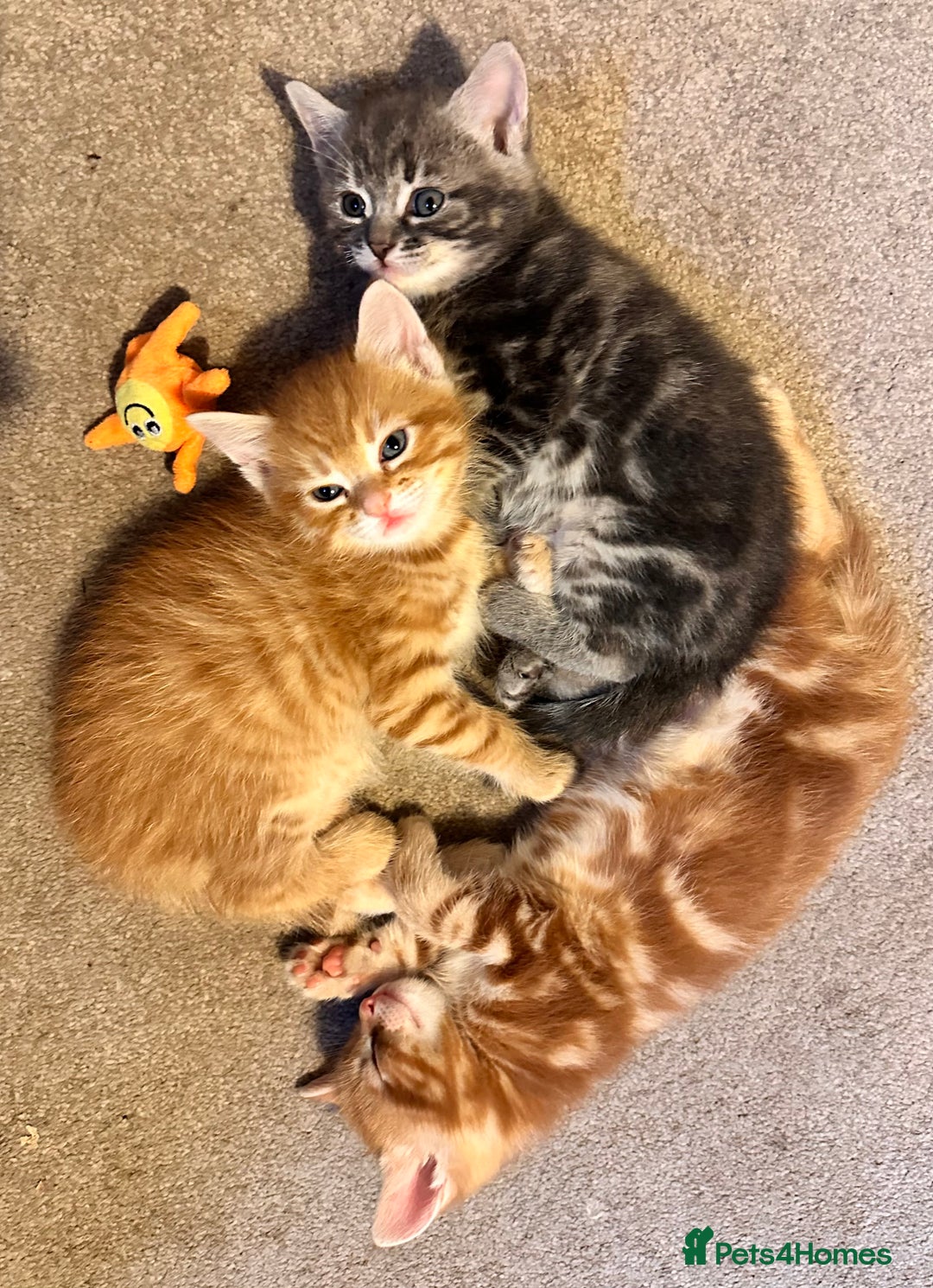 Mixed Breed cats for sale: Amiable mixed breed kittens - Image 8