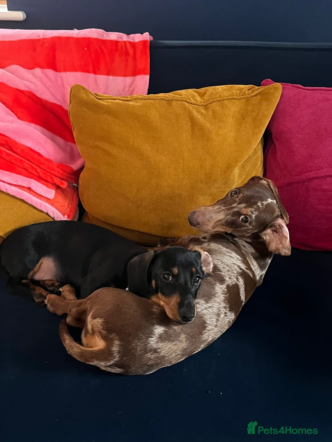 Dachshund dogs for sale: Pablo and Walter  - Advert 7