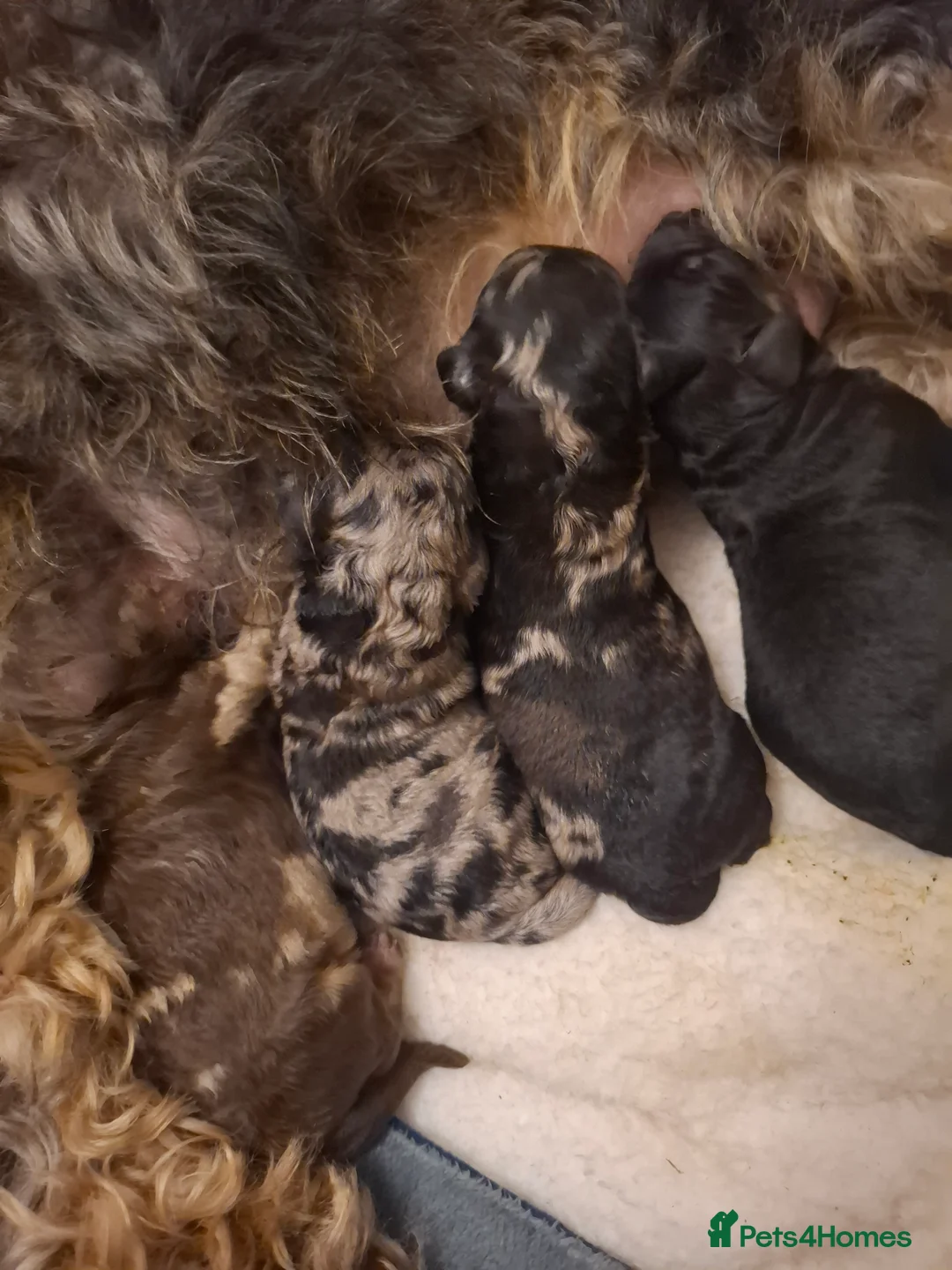 Cockapoo dogs for sale: Toy cockapoo pups - Advert 10