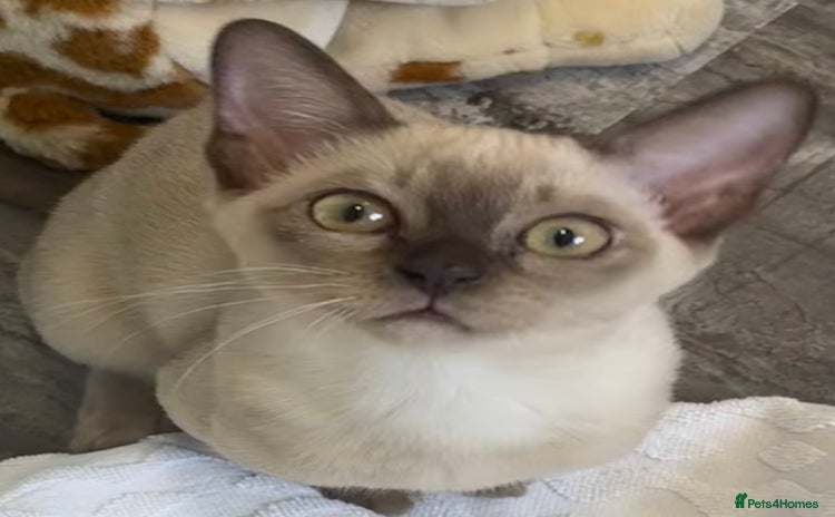 Burmese cats in Hereford - Advert 1