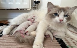 Ragdoll cats for sale: GCCF Registered Ragdoll Kittens Available! 🐾 in Taunton - Image 13