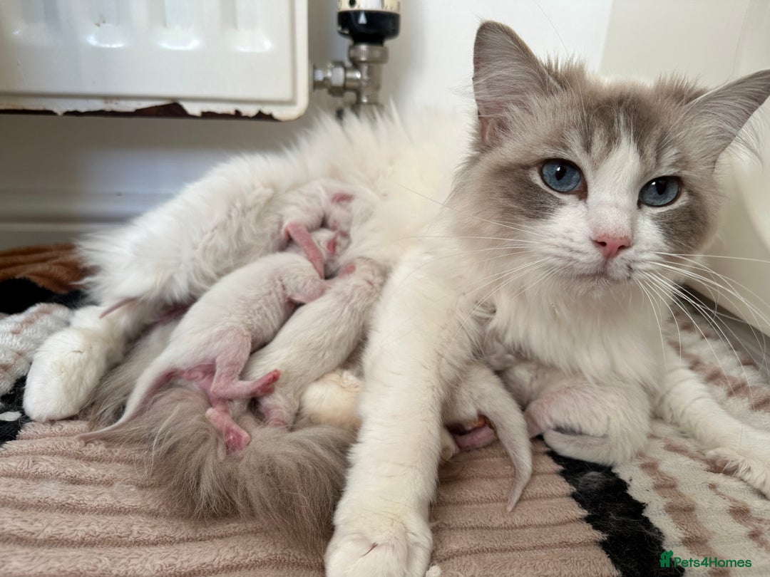 Ragdoll cats for sale: GCCF Registered Ragdoll Kittens Available! 🐾 in Taunton - Image 13