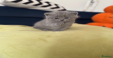 British Shorthair cats - Advert 13