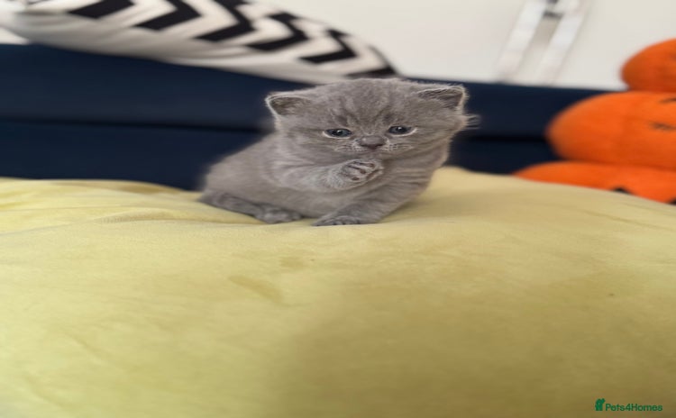 British Shorthair cats - Advert 7