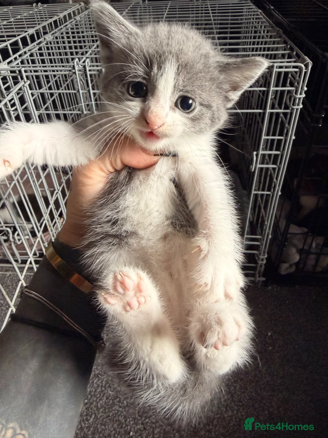 British Shorthair cats for sale: *** Beautiful Kittens*** - Advert 2