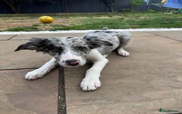 Border Collie dogs for sale: Border Collie puppy looking 4 loving forever home in Southampton - Image 8
