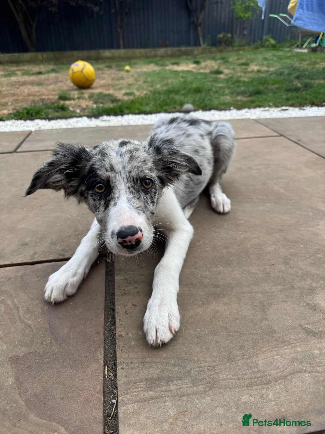 Border Collie dogs for sale: Border Collie puppy looking 4 loving forever home in Southampton - Image 8