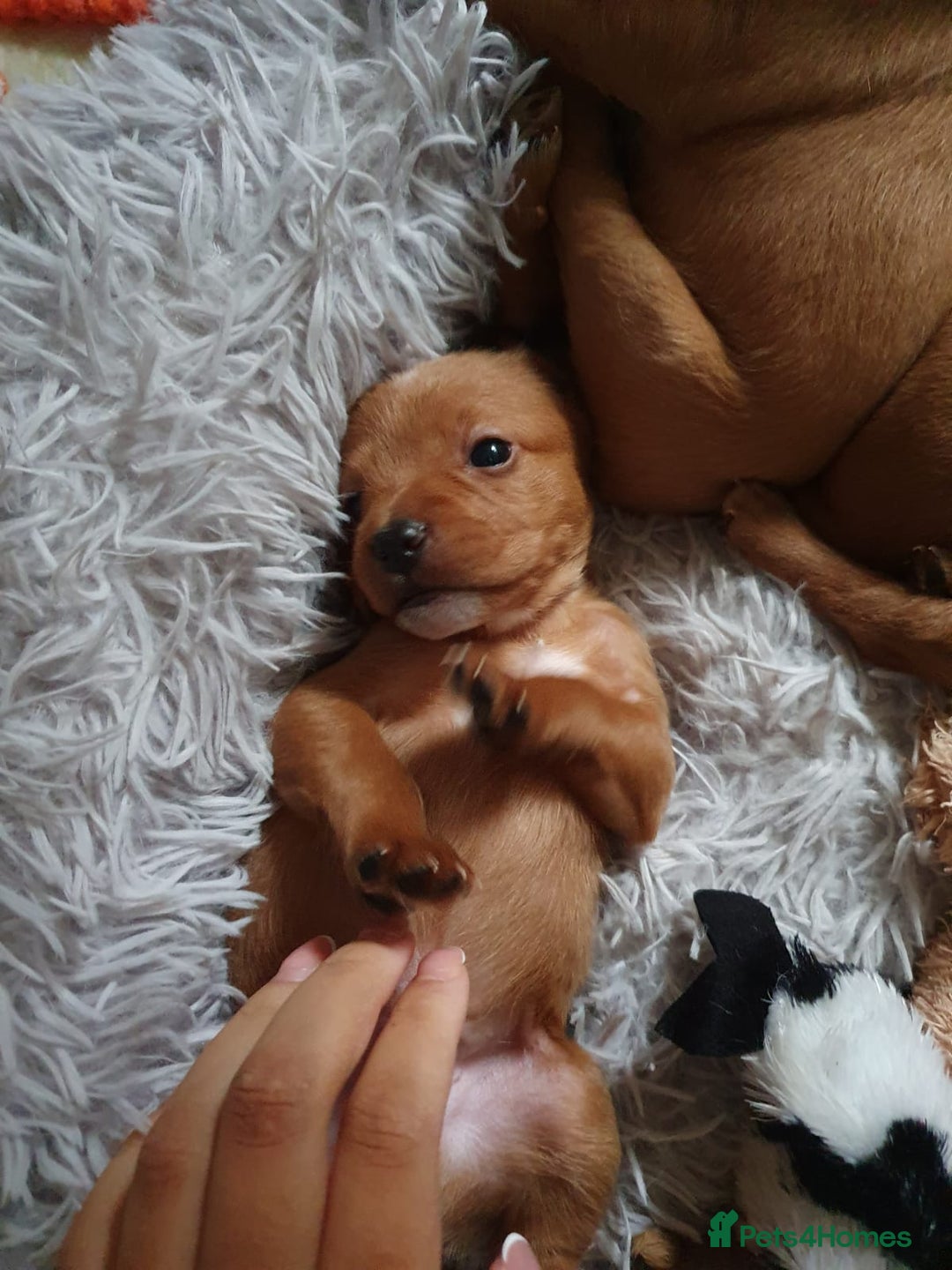 Mixed Breed dogs for sale: Frenchie x cockerpoo pups - Image 27