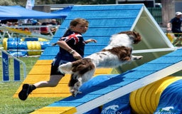 Sprocker dogs for sale: My sweet peas SPECIAL indeed x - Image 28
