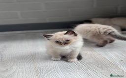 Ragdoll cats for sale: Mitted & Blue Point Kittens🦋 - Image 4