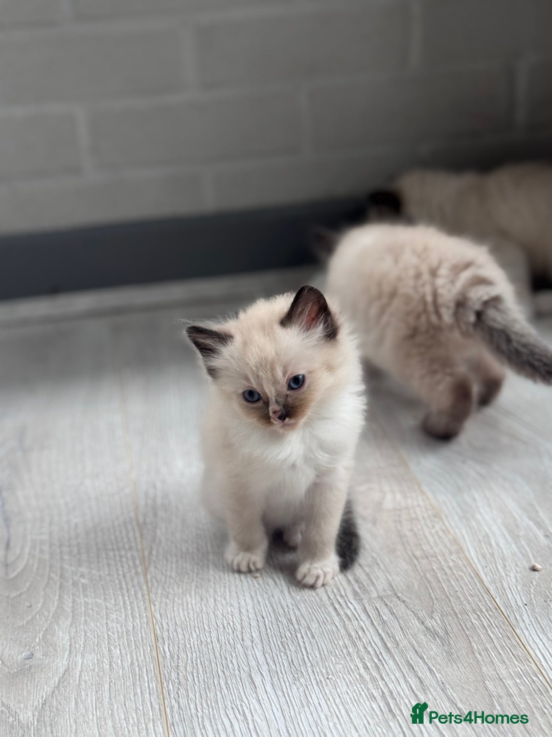 Ragdoll cats for sale: Mitted & Blue Point Kittens🦋 - Image 4