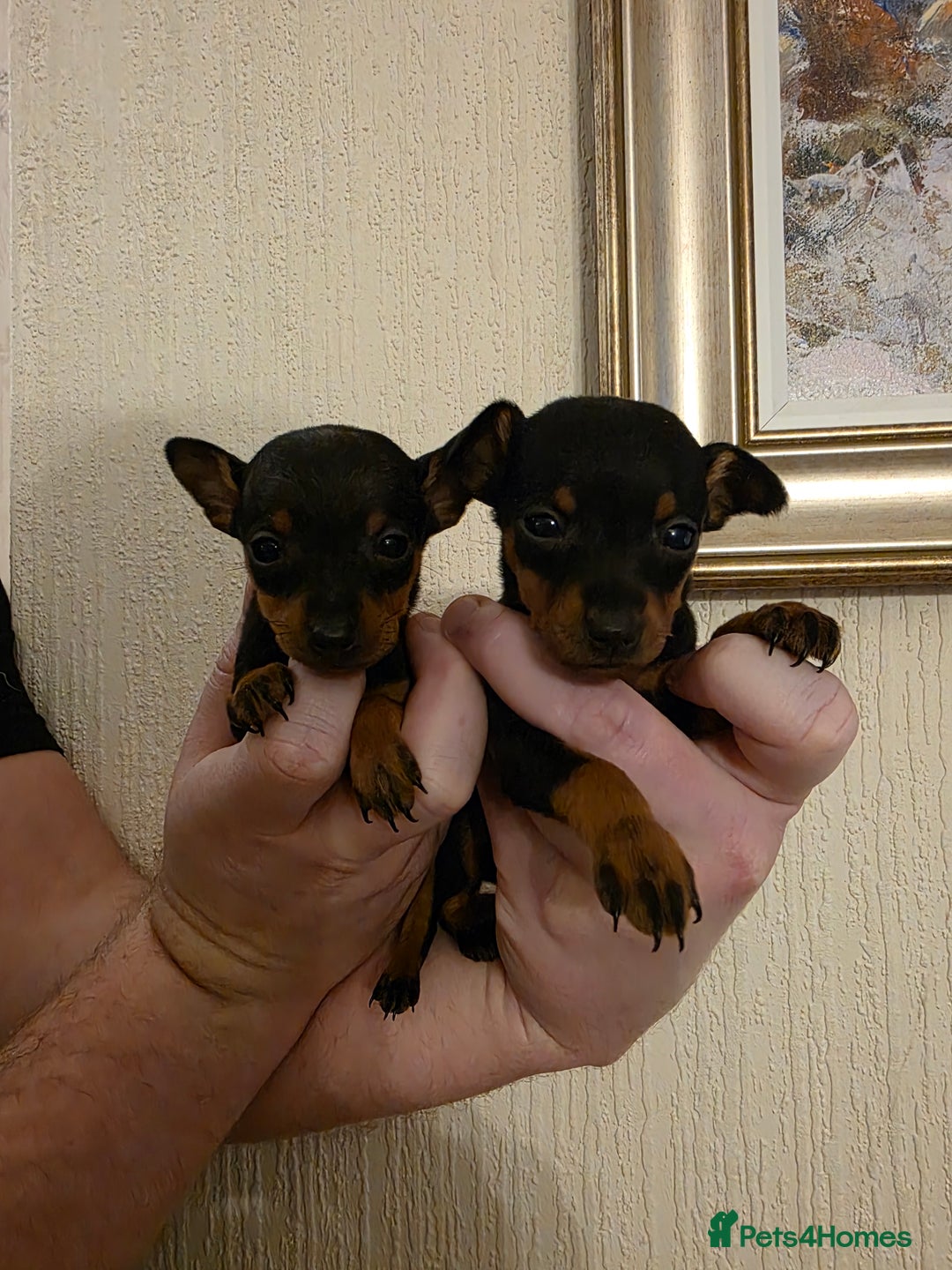 Miniature Pinscher dogs for sale: 5 beautiful miniature pincher pups - Advert 11