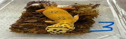 Leopard Gecko reptiles for sale: Leopard geckos - Advert 3