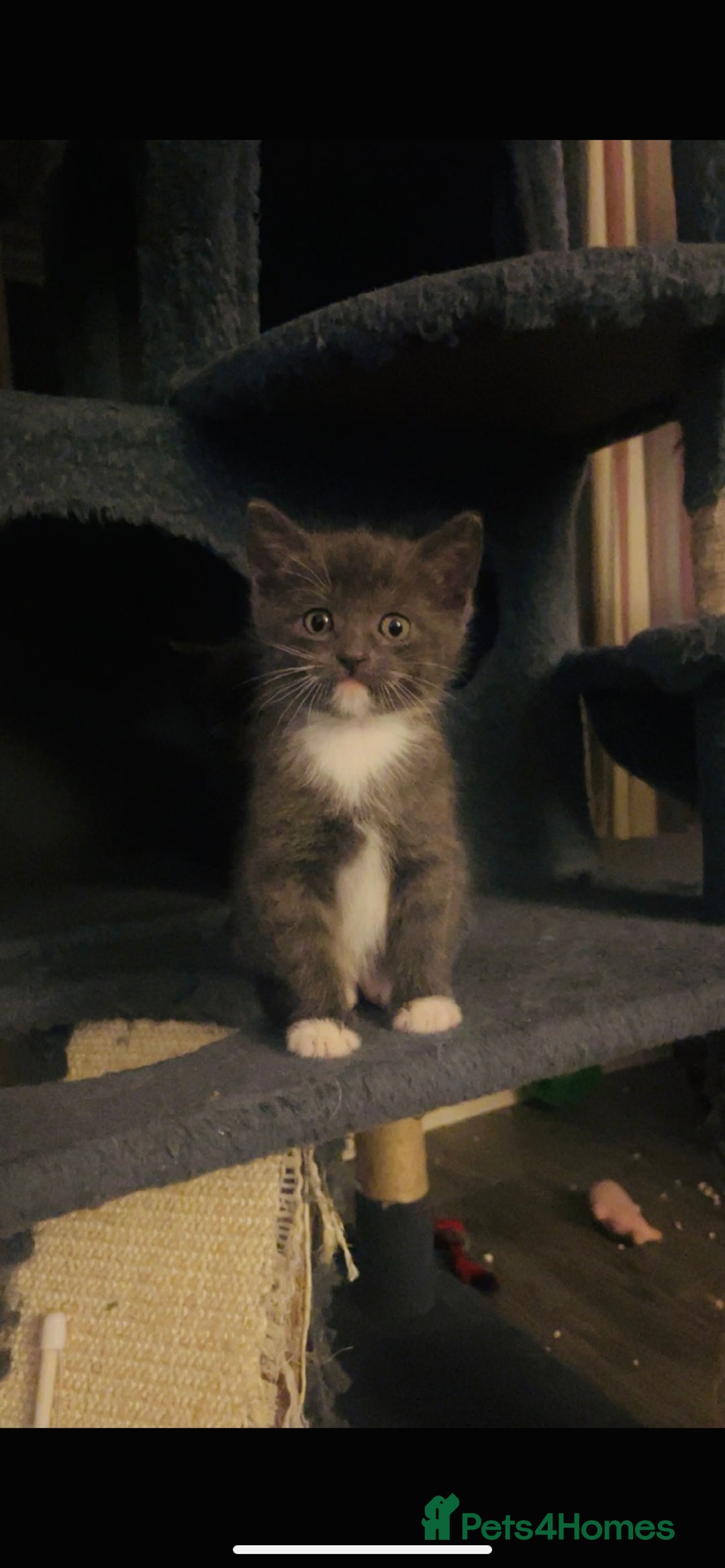 Mixed Breed cats for sale: British blue/Russian blue cross - Image 1