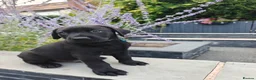 Labrador Retriever dogs for sale: Beautiful Black Labrador Boys Ready Soon - Advert 10