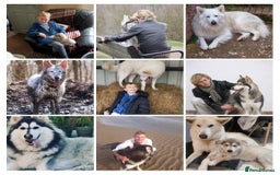 Mixed Breed dogs for sale: Northern Inuit x German shepherd puppies for sale  - Image 11