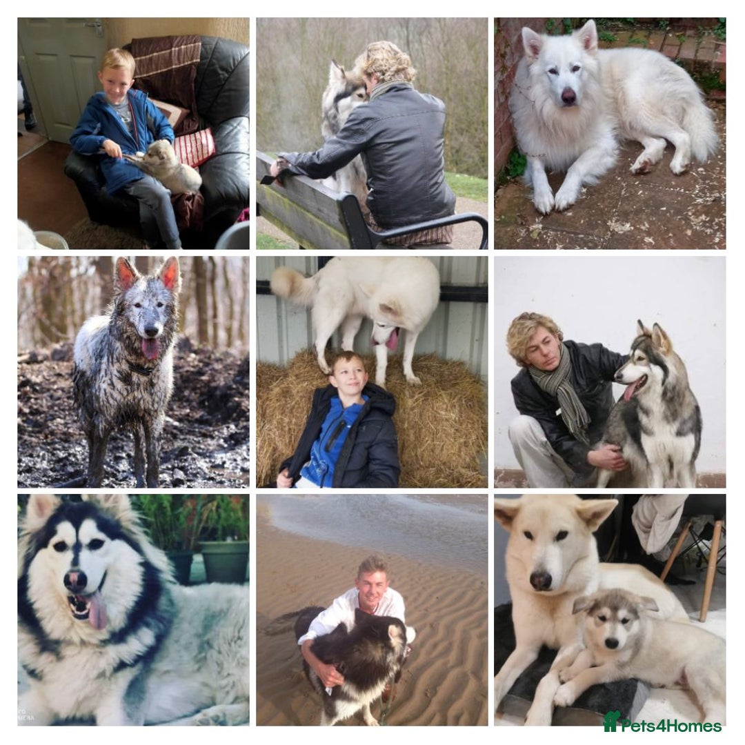 Mixed Breed dogs for sale: Northern Inuit x German shepherd puppies for sale  - Image 11