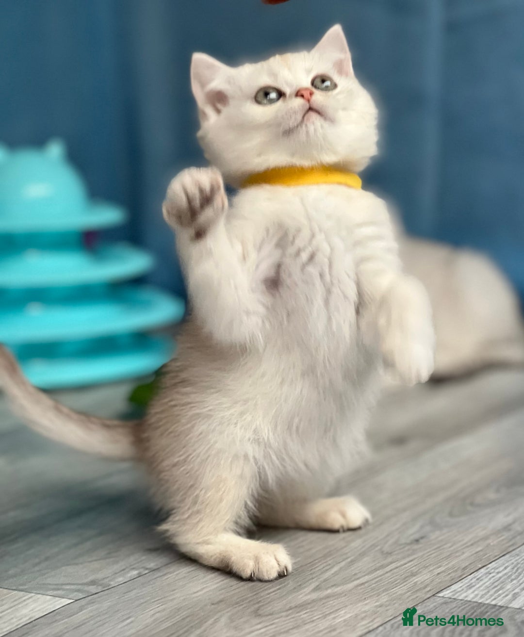 British Shorthair cats for sale: British shorthair golden, silver TICA - Image 4