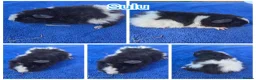 Guinea Pig rodents for sale: Baby Funky and Teddy type Boy Guinea Pigs - Advert 3