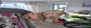 Miniature Dachshund 5