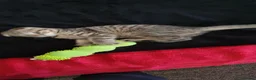 Scottish Fold cats for sale: Scottish fold pure breed kitten Tabby gold boy  - Advert 13