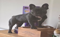 French Bulldog dogs for sale: French Bulldog - Image 2