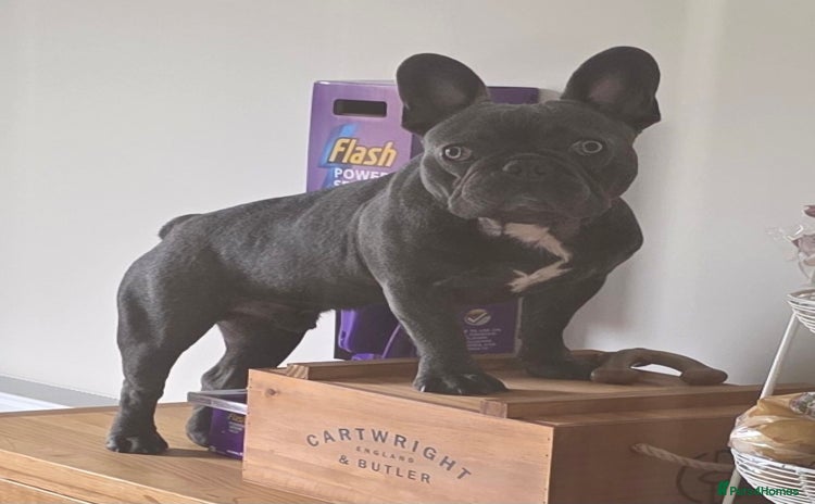 French Bulldog dogs - Advert 1