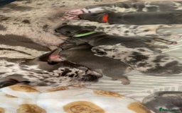 French Bulldog dogs for sale: 4 PUPPYS LEFT 🤍 French bulldog puppies 🤍 - Image 12