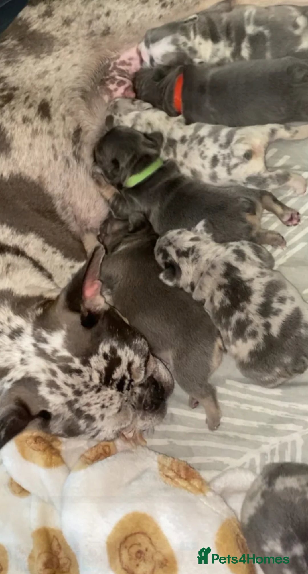 French Bulldog dogs for sale: 4 PUPPYS LEFT 🤍 French bulldog puppies 🤍 - Image 12