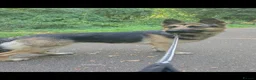 German Shepherd dogs for sale: Loving home wanted for Vivi - German Shepherd  - Advert 3