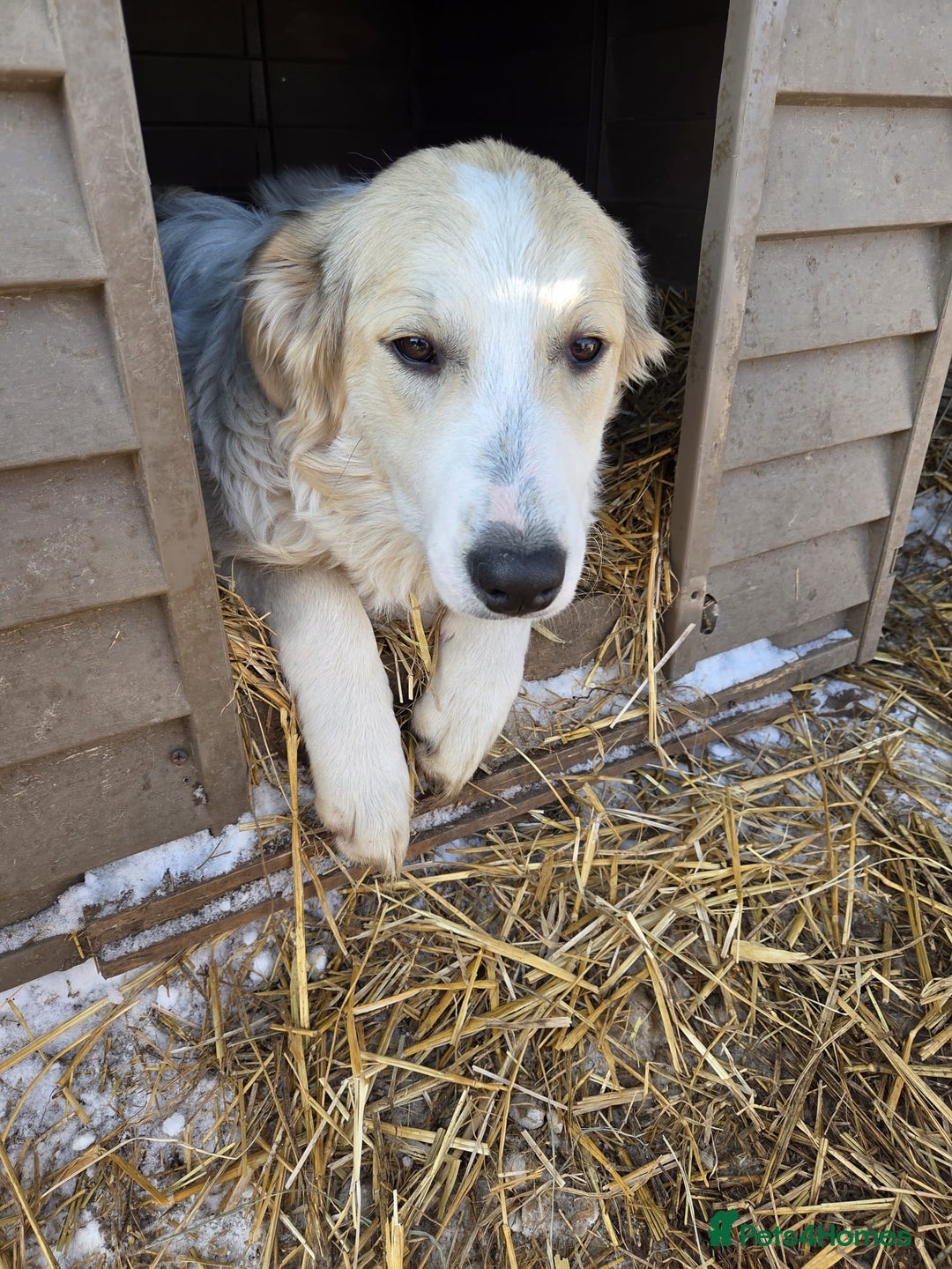 Mixed Breed dogs for adoption: 🐾 KIRA -  Gentle, Observant & Full of Heart 💛🐶 - Advert 2