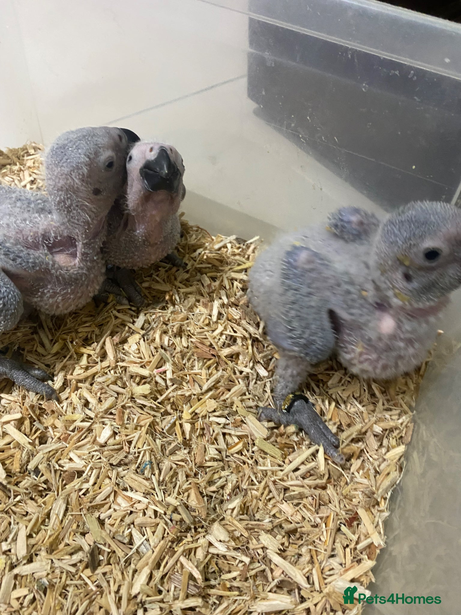 Parrots birds 2 MALES LEFT Super cuddly baby African greys  - Advert 5