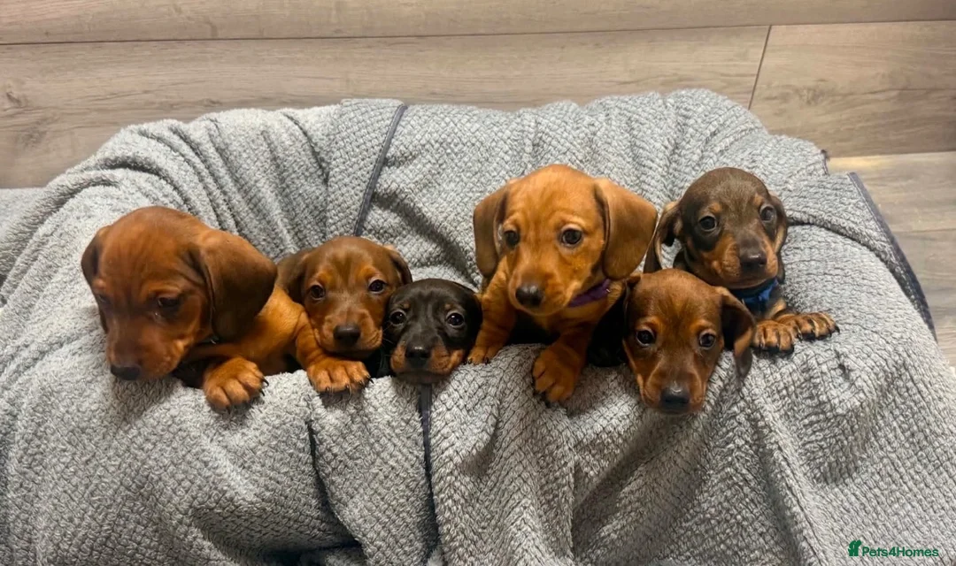 Miniature Dachshund dogs for sale: Miniature Dachshund Puppies for Sale in Basildon - Advert 14
