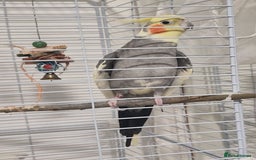 Cockatiels birds for sale: A male cockateil with a cage.NOT TAMED. - Image 4