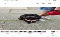 Shihpoo dogs for sale: ADORABLE F1B SHIHPOO PUPPIES! - Image 15