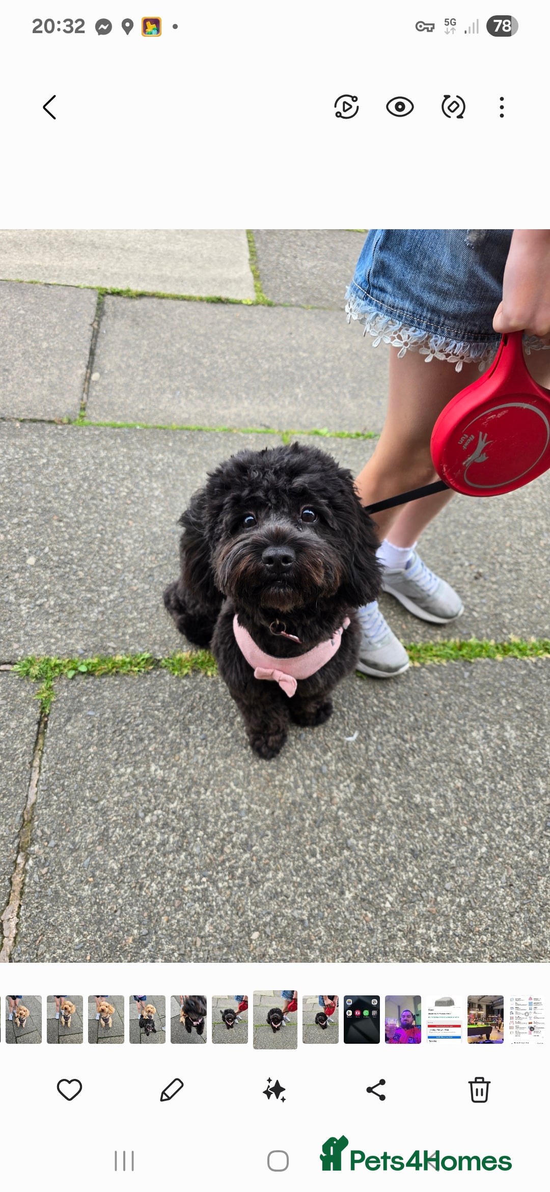 Shihpoo dogs for sale: ADORABLE F1B SHIHPOO PUPPIES! - Image 15