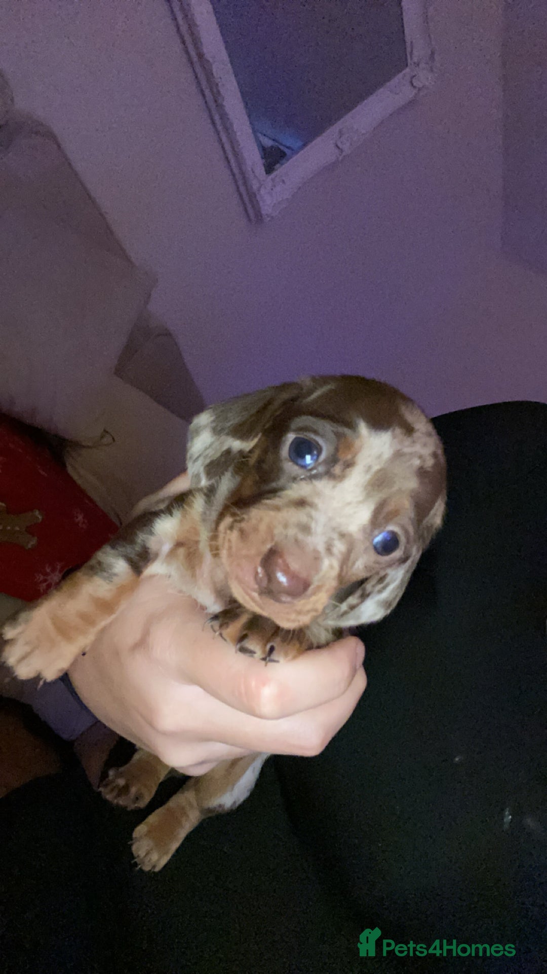 Miniature Dachshund dogs for sale: ❤️🐶 Miniature Dashaunds 🐶❤️ - Advert 3